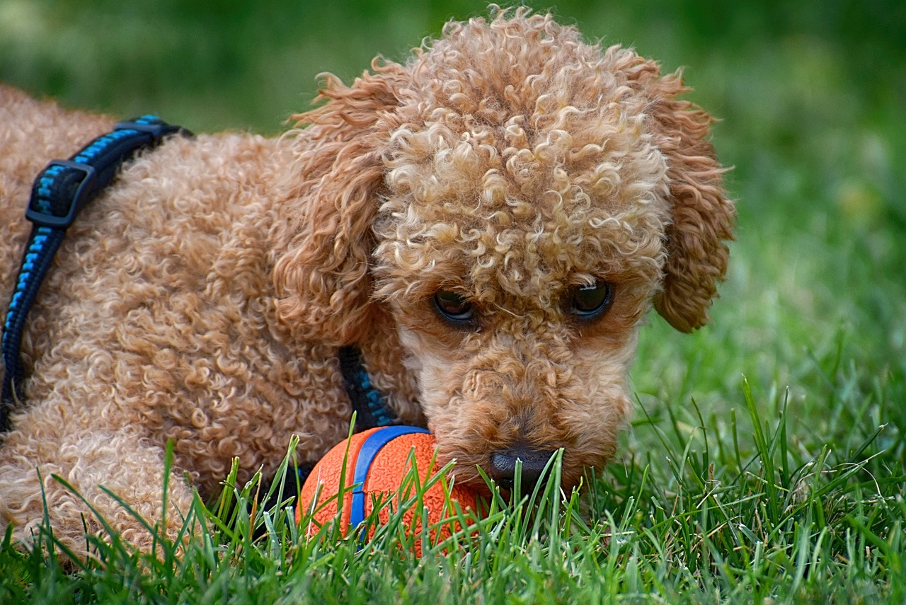 Exploring the Affectionate Nature of Poodles